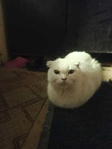 Şotland, Dişi lalafo.az -da Şotland, Dişi