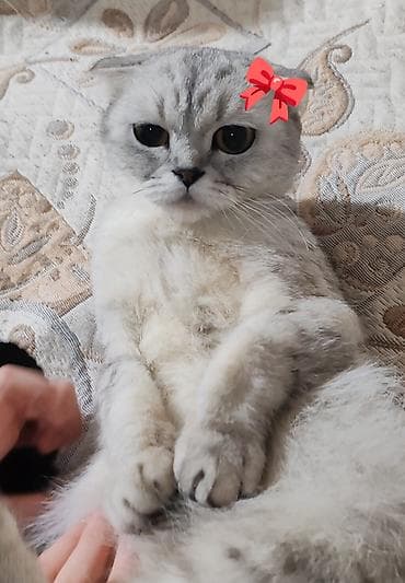 Şotland yastı qulaq, Dişi, Yaxşı əllərə, Pulsuz çatdırılma lalafo.az -da Şotland yastı qulaq, Dişi, Yaxşı əllərə, Pulsuz çatdırılma