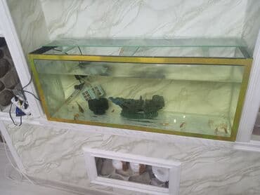 Her olcide akvarumlarin hazirlanmasi hazir muxdelif olcude lalafo.az -da Her olcide akvarumlarin hazirlanmasi hazir muxdelif olcude