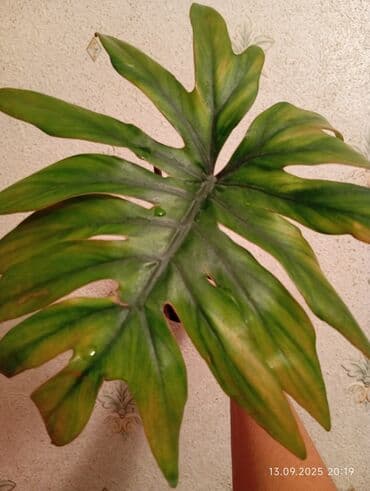 Filodendron böyük sort.Votsap aktiv yaza bilərsiniz ya səs atın lalafo.az -da Filodendron böyük sort.Votsap aktiv yaza bilərsiniz ya səs atın