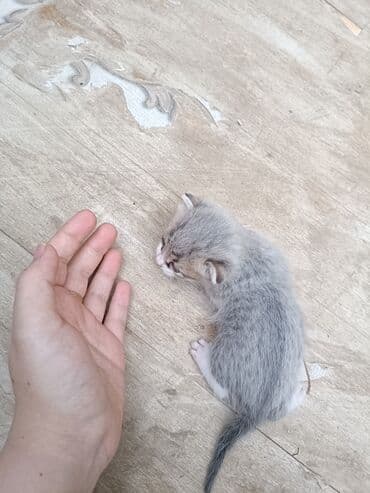 1 aylıq 4 dene baladi. tek ve ya ayriliqda satilir. 2 si boz 2 si aciq lalafo.az -da 1 aylıq 4 dene baladi. tek ve ya ayriliqda satilir. 2 si boz 2 si aciq