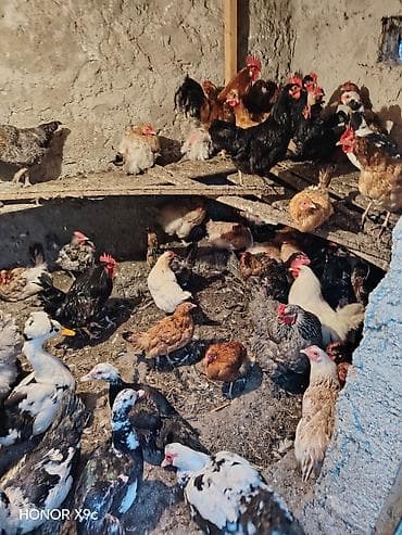 Toyuqlar 100 den coxdu hamisi saglamdi yumurtalayir lalafo.az -da Toyuqlar 100 den coxdu hamisi saglamdi yumurtalayir