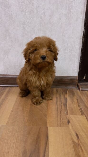 Pudel, 2 ay, Erkek, Peyvəndli, Ünvandan götürmə lalafo.az -da Pudel, 2 ay, Erkek, Peyvəndli, Ünvandan götürmə