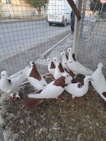 Məhsul: Bəzək və uçuş üçün göyərçinlər Təsvir: - Növ lalafo.az -da Məhsul: Bəzək və uçuş üçün göyərçinlər Təsvir: - Növ