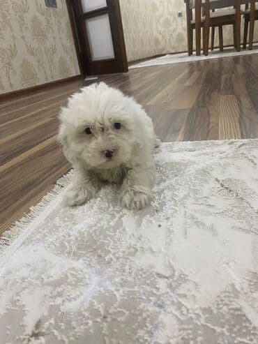 Malta bolonka, 2 ay, Dişi lalafo.az -da Malta bolonka, 2 ay, Dişi