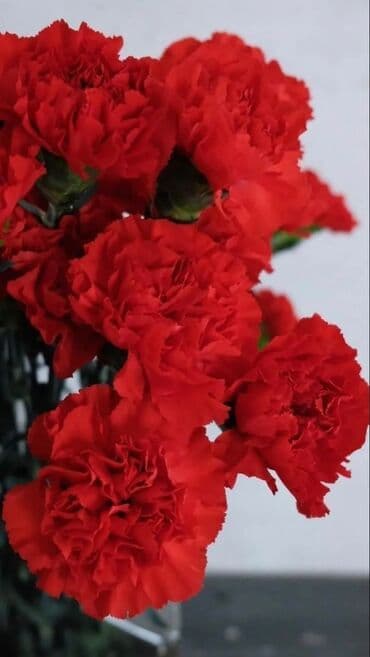 Букетные цветы: Qərənfil gülünün topdan və pərakəndə satışı mövcuddur öz isti at lalafo.az — 4 Букетные цветы: Qərənfil gülünün topdan və pərakəndə satışı mövcuddur öz isti — 4