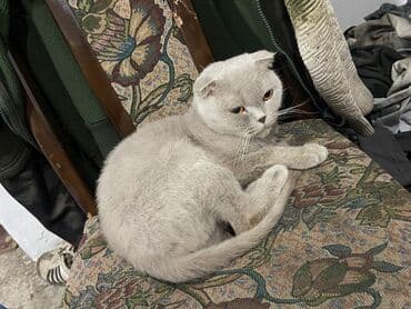 Şotland yastı qulaq, Dişi lalafo.az -da Şotland yastı qulaq, Dişi