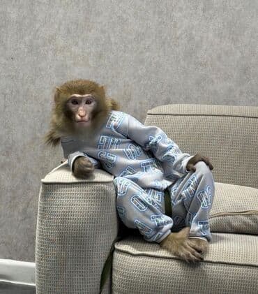 Makak Resuz Tam Ruçnoy. Komandalar bilir Get Gəl Çiynə Çıx Düş Yerivə lalafo.az -da Makak Resuz Tam Ruçnoy. Komandalar bilir Get Gəl Çiynə Çıx Düş Yerivə