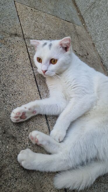 Şotland, Dişi, Yaxşı əllərə lalafo.az -da Şotland, Dişi, Yaxşı əllərə