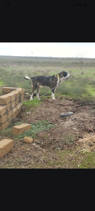 Kanqal, 3 il, Erkek, Peyvəndli, Ünvandan götürmə lalafo.az -da Kanqal, 3 il, Erkek, Peyvəndli, Ünvandan götürmə