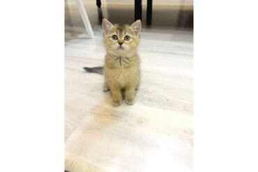 Britan, Erkək lalafo.az -da Britan, Erkək