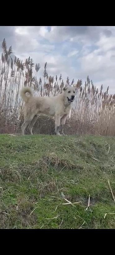 Alabay lalafo.az -da Alabay