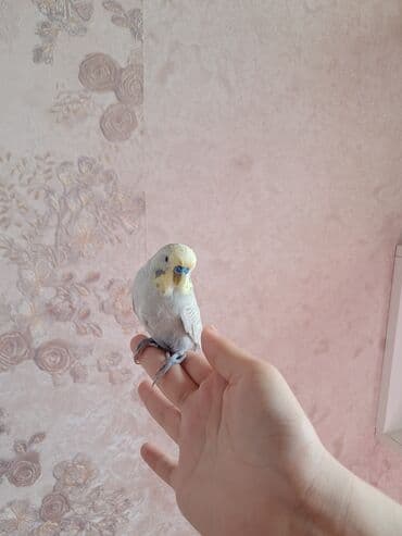 Məhsul: Dalmatian rəng çalarlarında, açıq boz–ağ tüklü, sarı yanaqlı lalafo.az -da Məhsul: Dalmatian rəng çalarlarında, açıq boz–ağ tüklü, sarı yanaqlı