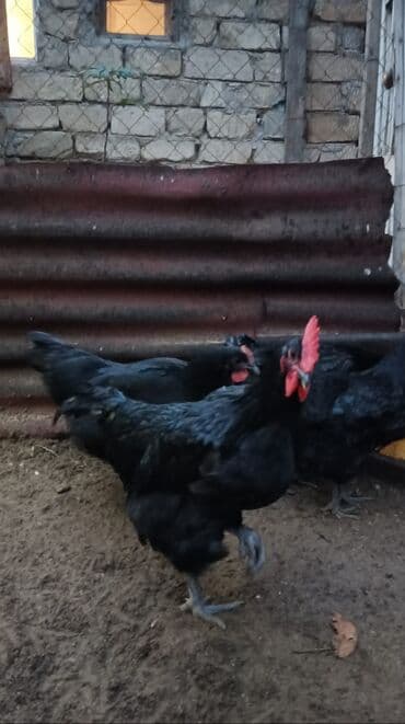 Toyuq, Australorp, Yumurtalıq, Ünvandan götürmə lalafo.az -da Toyuq, Australorp, Yumurtalıq, Ünvandan götürmə