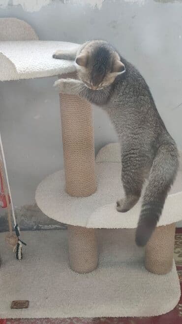 Brilliance: Qızıl şinşilla, Erkək, Yaxşı əllərə, Ödənişli çatdırılma lalafo.az -da — 2 Brilliance: Qızıl şinşilla, Erkək, Yaxşı əllərə, Ödənişli çatdırılma — 2