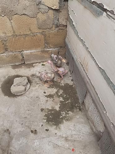 3 dene kuban ordey altinda cixib unvan Bileceri tam saglam lalafo.az -da 3 dene kuban ordey altinda cixib unvan Bileceri tam saglam