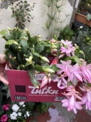 Удобрения: Sarı, çəhrayı və ağ dekabrist. Hər biri 12azn. Vatsapp mövcuddur! at lalafo.az — 4 Удобрения: Sarı, çəhrayı və ağ dekabrist. Hər biri 12azn. Vatsapp mövcuddur! — 4