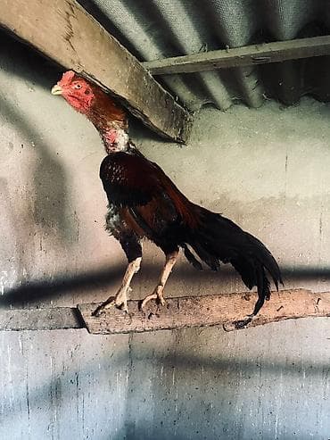 Heyratı xoruz. Qırmızı başlıqlı və boyunlu, qara və qəhvəyi lalafo.az -da Heyratı xoruz. Qırmızı başlıqlı və boyunlu, qara və qəhvəyi