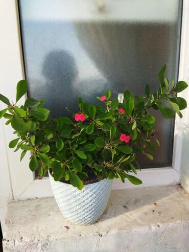 Otaq bitkiləri lalafo.az -da Otaq bitkiləri