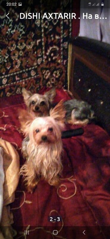 Yorkşir teryer, 3 il, Erkek, Cütləşmə üçün, Ödənişli çatdırılma lalafo.az -da Yorkşir teryer, 3 il, Erkek, Cütləşmə üçün, Ödənişli çatdırılma