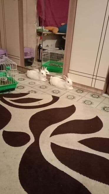 Hər biri 10 azn Ev dovşanları və qəfəslər dəsti - İki ədəd ağ ev lalafo.az -da Hər biri 10 azn Ev dovşanları və qəfəslər dəsti - İki ədəd ağ ev