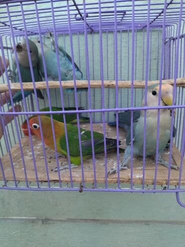 Fişer və nerazluçnik balalar bir cüt yaşıl maskalı fişer bala və 2 cüt lalafo.az -da Fişer və nerazluçnik balalar bir cüt yaşıl maskalı fişer bala və 2 cüt