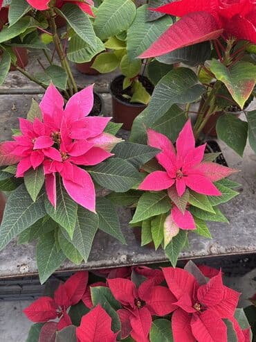 Bitki dərmanları: Atatürk gülləri qiymət çəhrayı ağlar kiçik ölçülər 12azn böyüklər lalafo.az -da — 4 Bitki dərmanları: Atatürk gülləri qiymət çəhrayı ağlar kiçik ölçülər 12azn böyüklər — 4