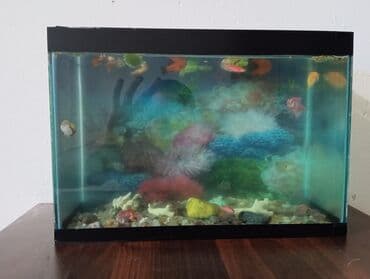 Şüşə akvarium – dekorativ daş və aksesuarlarla - Düzbucaqlı şüşə lalafo.az -da Şüşə akvarium – dekorativ daş və aksesuarlarla - Düzbucaqlı şüşə