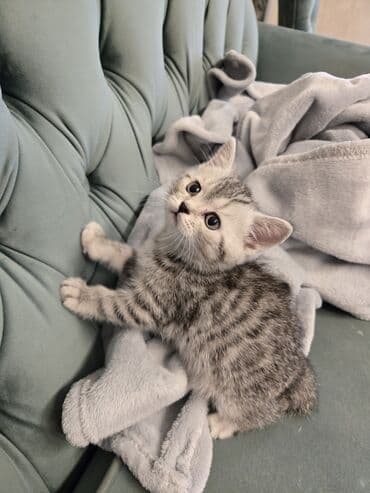 Şotland, Erkək lalafo.az -da Şotland, Erkək