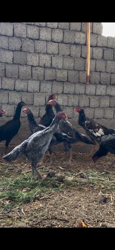 Toyuq cücələri, Damazlıq lalafo.az -da Toyuq cücələri, Damazlıq