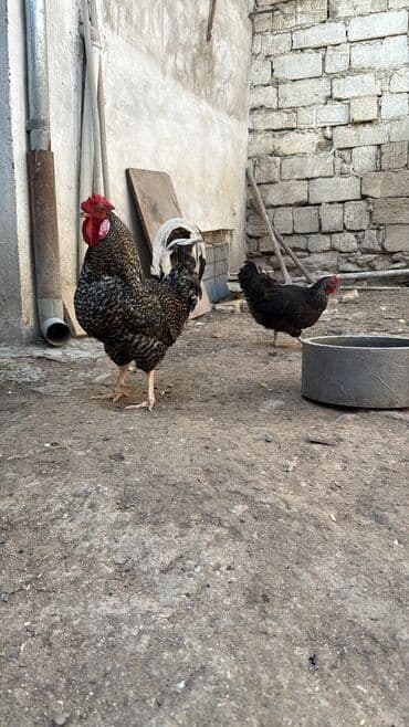 Saglam heyvanlardir cutu 40 manat toyuq yumurtlayandir oz heyetimin lalafo.az -da Saglam heyvanlardir cutu 40 manat toyuq yumurtlayandir oz heyetimin