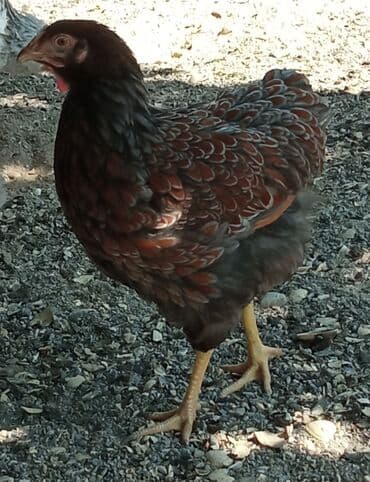 Toyuq cücələri, Damazlıq, Ünvandan götürmə lalafo.az -da Toyuq cücələri, Damazlıq, Ünvandan götürmə