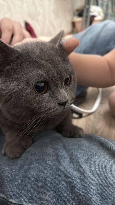 Britan, Erkək, Yaxşı əllərə, Ünvandan götürmə lalafo.az -da Britan, Erkək, Yaxşı əllərə, Ünvandan götürmə