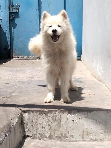 Samoyed, Peyvəndli lalafo.az -da Samoyed, Peyvəndli
