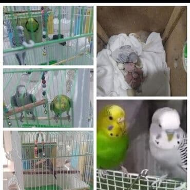 Məhsul təsviri: - 2 tutuquşu (cüt) - 4 balası - 3 yumurtası - Qəfəs və lalafo.az -da Məhsul təsviri: - 2 tutuquşu (cüt) - 4 balası - 3 yumurtası - Qəfəs və