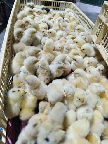 Toyuq cücələri, Damazlıq lalafo.az -da Toyuq cücələri, Damazlıq