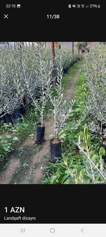 Ландшафтные работы: Məhsul/xidmət: Landşaft dizaynı və hazır qazon (rulet qazon) işləri at lalafo.az — 7 Ландшафтные работы: Məhsul/xidmət: Landşaft dizaynı və hazır qazon (rulet qazon) işləri — 7