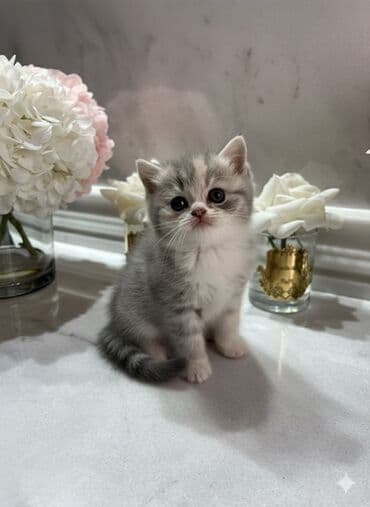 Britan, Dişi, Erkək lalafo.az -da Britan, Dişi, Erkək