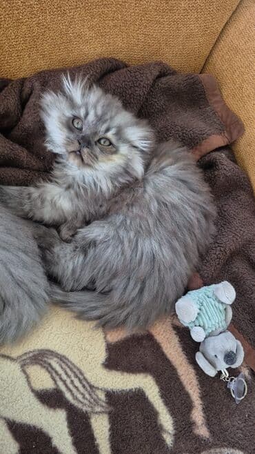 Erkək, Yaxşı əllərə lalafo.az -da Erkək, Yaxşı əllərə