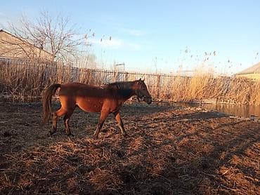 Yorğa atdır lalafo.az -da Yorğa atdır