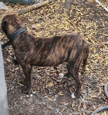 8 ay, Dişi, Cütləşmə üçün, Ünvandan götürmə lalafo.az -da 8 ay, Dişi, Cütləşmə üçün, Ünvandan götürmə