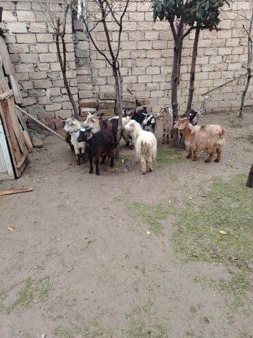 Satılır: Qoyun-keçi təsərrüfatı üçün xırdabuynuzlu heyvanlar (keçilər) lalafo.az -da Satılır: Qoyun-keçi təsərrüfatı üçün xırdabuynuzlu heyvanlar (keçilər)