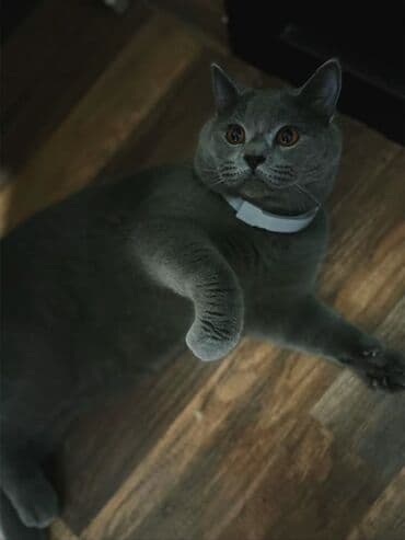 Britan, Erkək, Cütləşmə üçün, Ünvandan götürmə lalafo.az -da Britan, Erkək, Cütləşmə üçün, Ünvandan götürmə