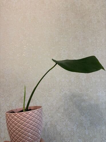 Monstera 10 azn lalafo.az -da Monstera 10 azn