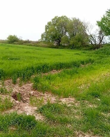 3000 sot, Kənd təsərrüfatı, Mülkiyyətçi, Kupça (Çıxarış) lalafo.az -da 3000 sot, Kənd təsərrüfatı, Mülkiyyətçi, Kupça (Çıxarış)