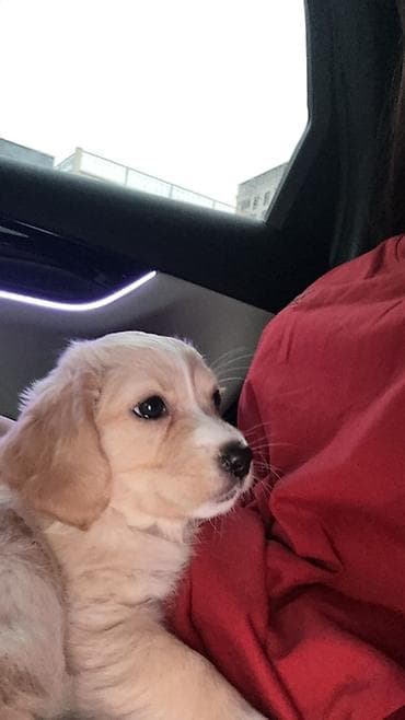 Retriever, 3 ay, Dişi, Peyvəndli, Ünvandan götürmə, Ödənişli çatdırılma, Rayonlara çatdırılma lalafo.az -da Retriever, 3 ay, Dişi, Peyvəndli, Ünvandan götürmə, Ödənişli çatdırılma, Rayonlara çatdırılma