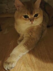 Qızıl şinşilla, Erkək, Cütləşmə üçün, Ünvandan götürmə lalafo.az -da Qızıl şinşilla, Erkək, Cütləşmə üçün, Ünvandan götürmə