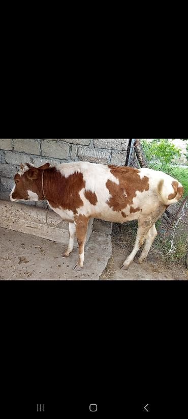 Satilir 10ayliq danadi dişidi cins danadi rial alici elaqe saxlasn lalafo.az -da Satilir 10ayliq danadi dişidi cins danadi rial alici elaqe saxlasn