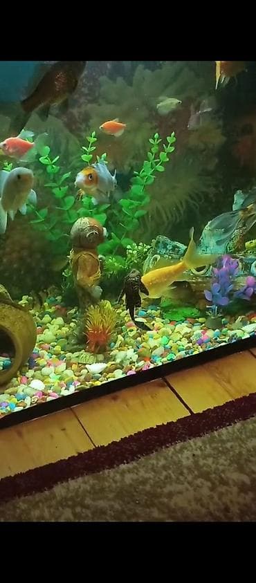 Dördbucaq akvarium, Balıqlarla birlikdə, 130 l lalafo.az -da Dördbucaq akvarium, Balıqlarla birlikdə, 130 l