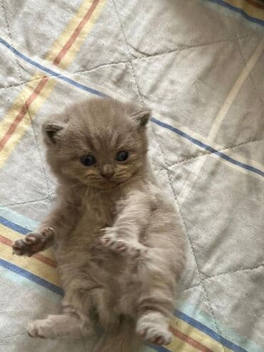 Britan lalafo.az -da Britan